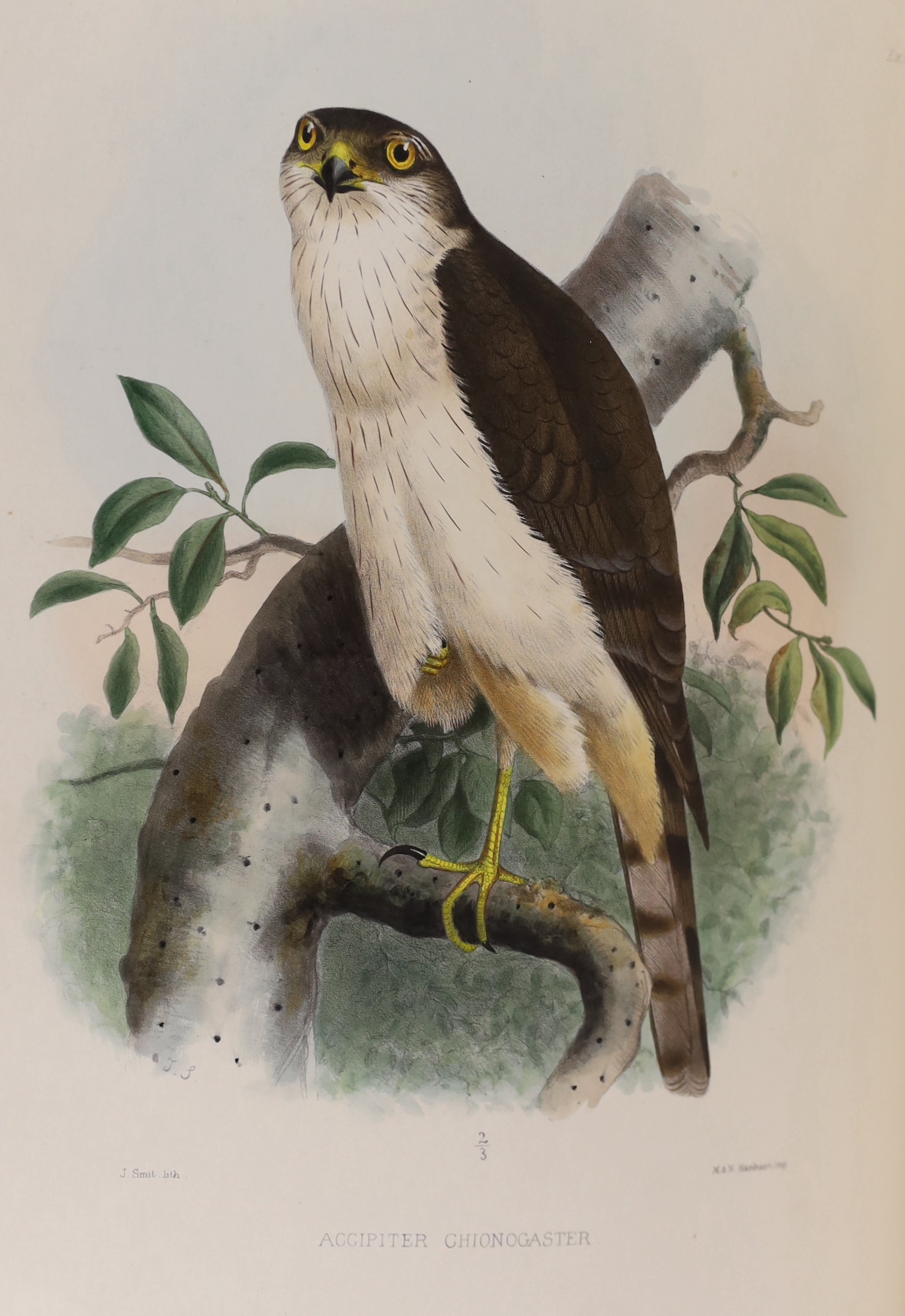 Sclater, Philip Lutley & Salvin, Osbert - Exotic Ornithology, containing Figures and Descriptions of New or Rare Species of American Birds. 100 hand-coloured plates and a few text figures; old red half morocco and marble
